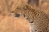 Leopard im Etoscha-NP (C) Mag. Peter Brugger