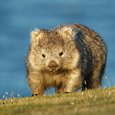 Wombat (C) phototrip.cz, stock.adobe.com